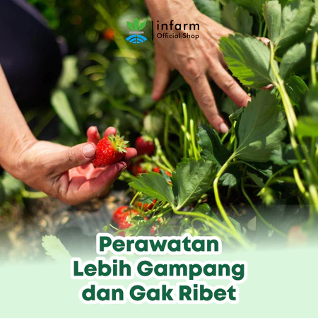 INFARM - Nutrisi Tanaman AB Mix Strawberry 100 Liter — foto 2